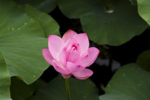 Top 5 Lotus Exchange App: Tested & Ranked for Indian Players (2026)